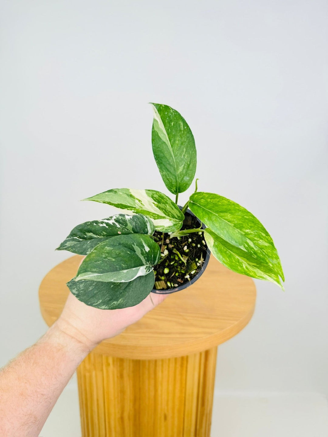 philodendron epipremnum pinnatum variegated Epipremnum Pinnatum Variegated | Uprooted