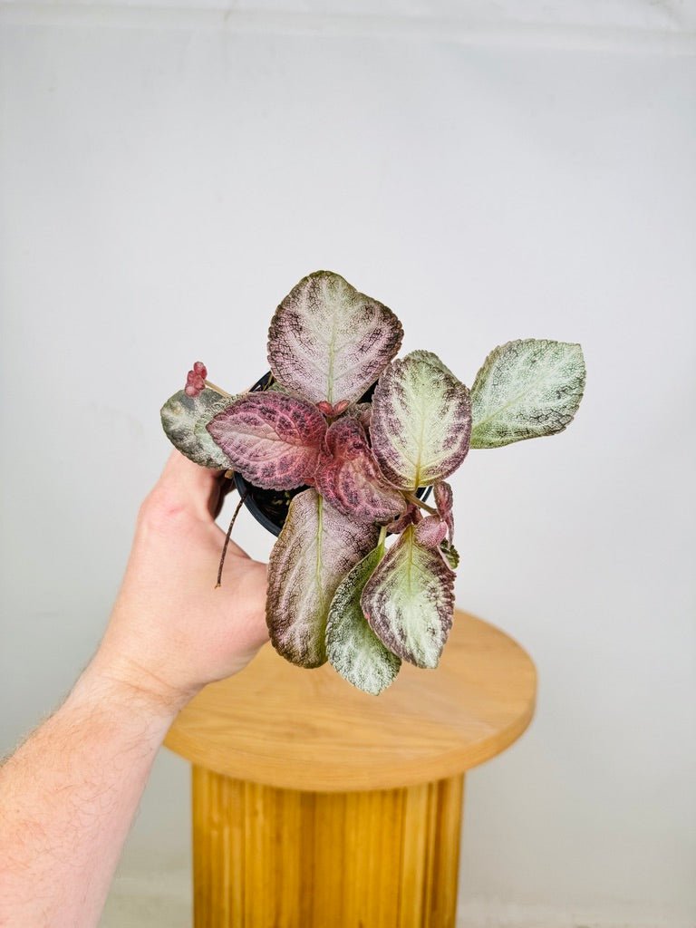 Episcia Cleopatra | Uprooted