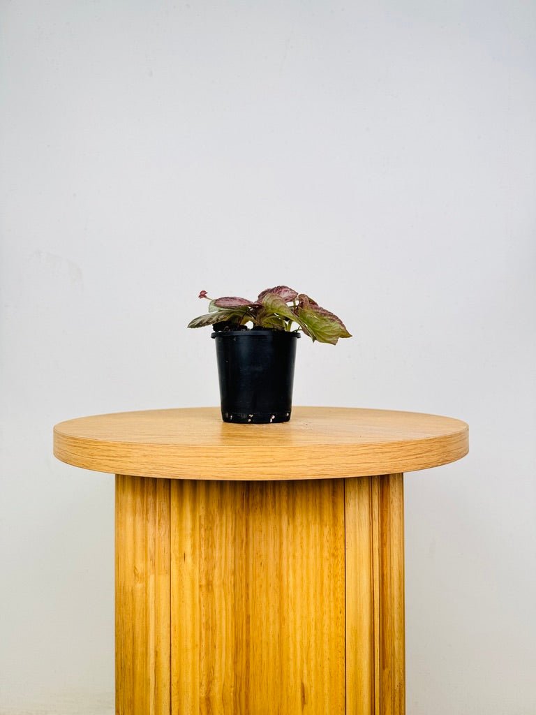 Episcia Cleopatra | Uprooted