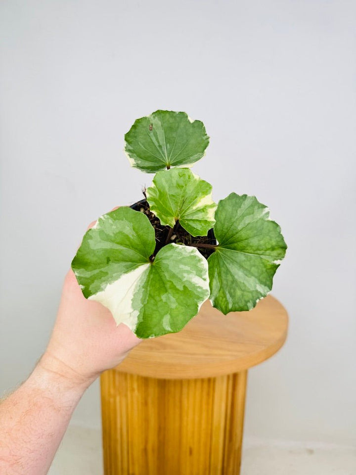 Farfugium Japonicum - Argenteum Variegated | Uprooted