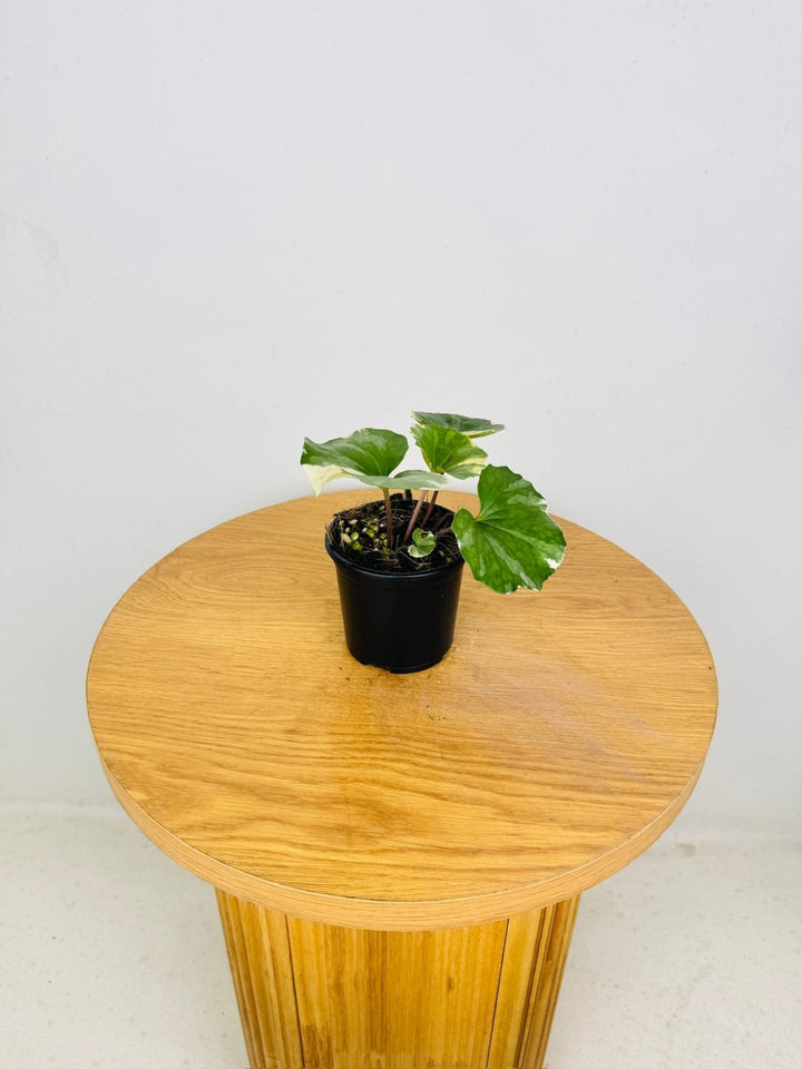 Farfugium Japonicum - Argenteum Variegated | Uprooted