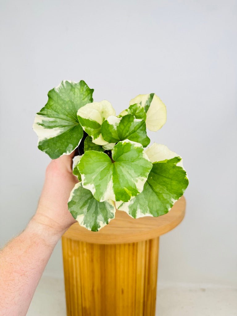 Farfugium Japonicum - Argenteum Variegated | Uprooted
