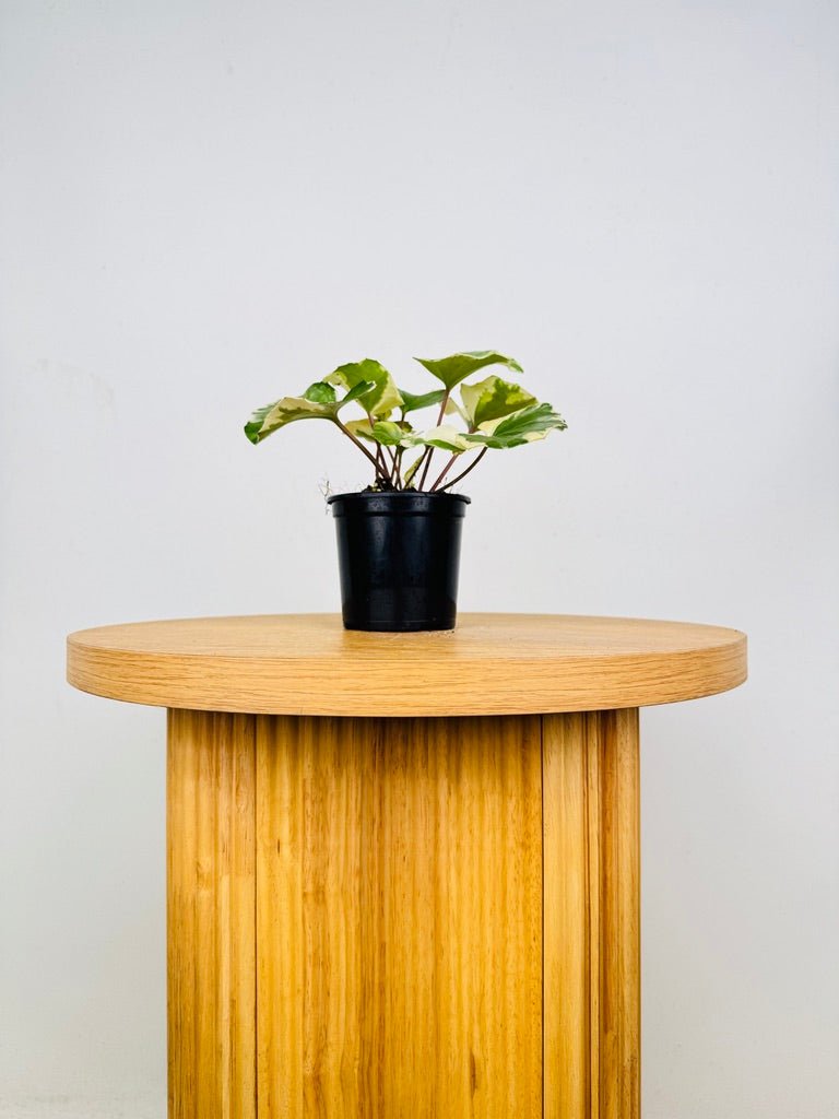 Farfugium Japonicum - Argenteum Variegated | Uprooted