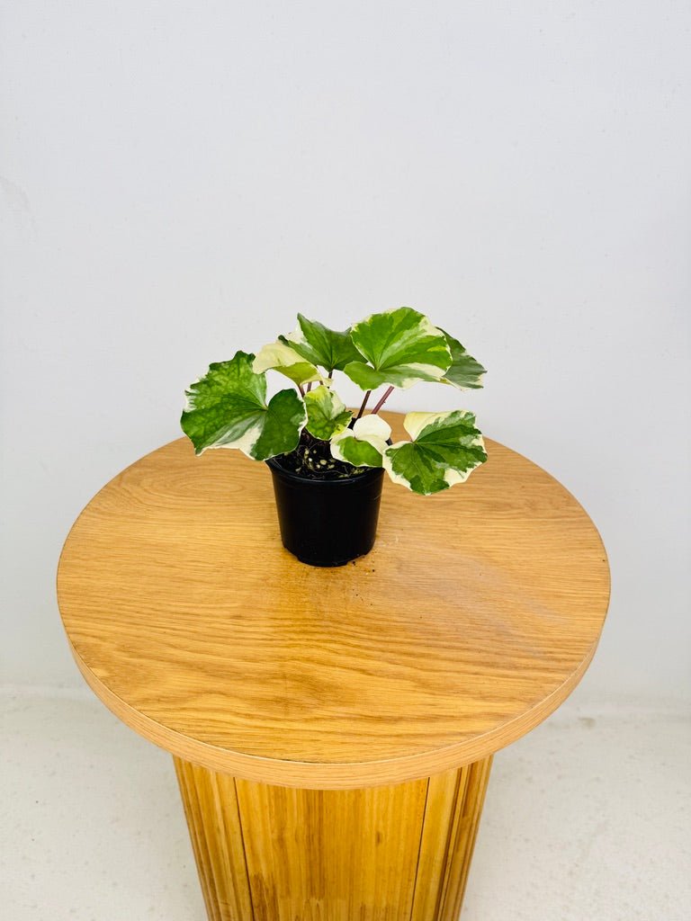 Farfugium Japonicum - Argenteum Variegated | Uprooted