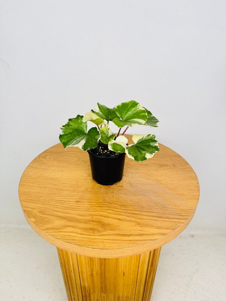 Farfugium Japonicum - Argenteum Variegated | Uprooted
