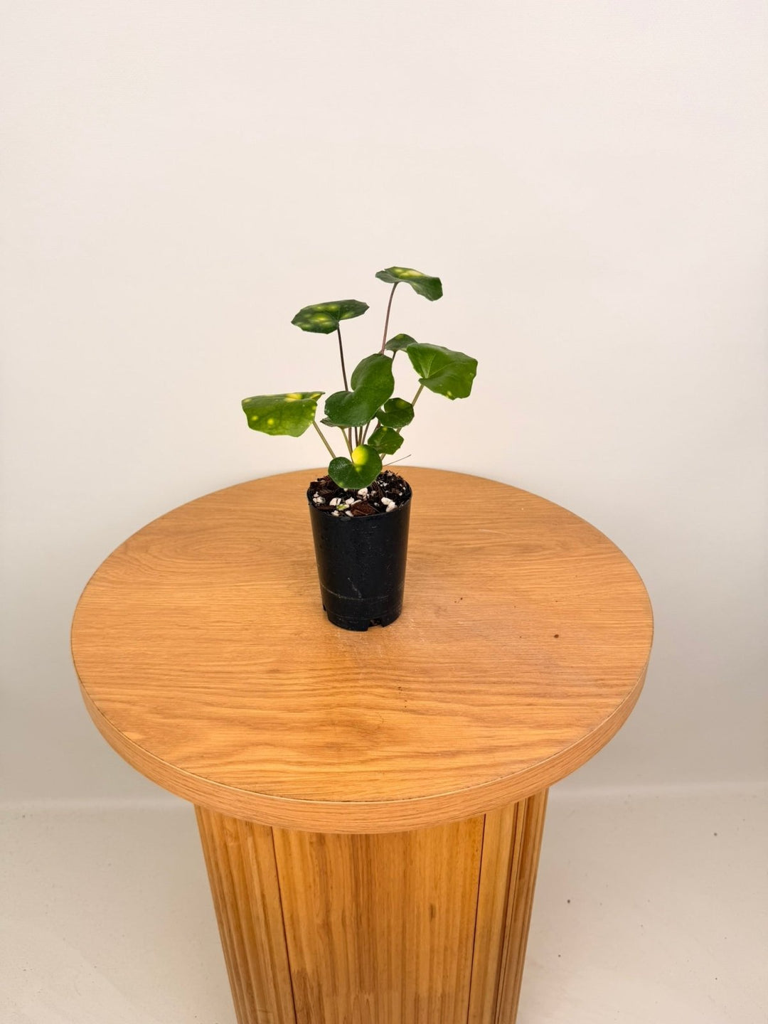 Farfugium Japonicum - Aureomaculatum | Uprooted
