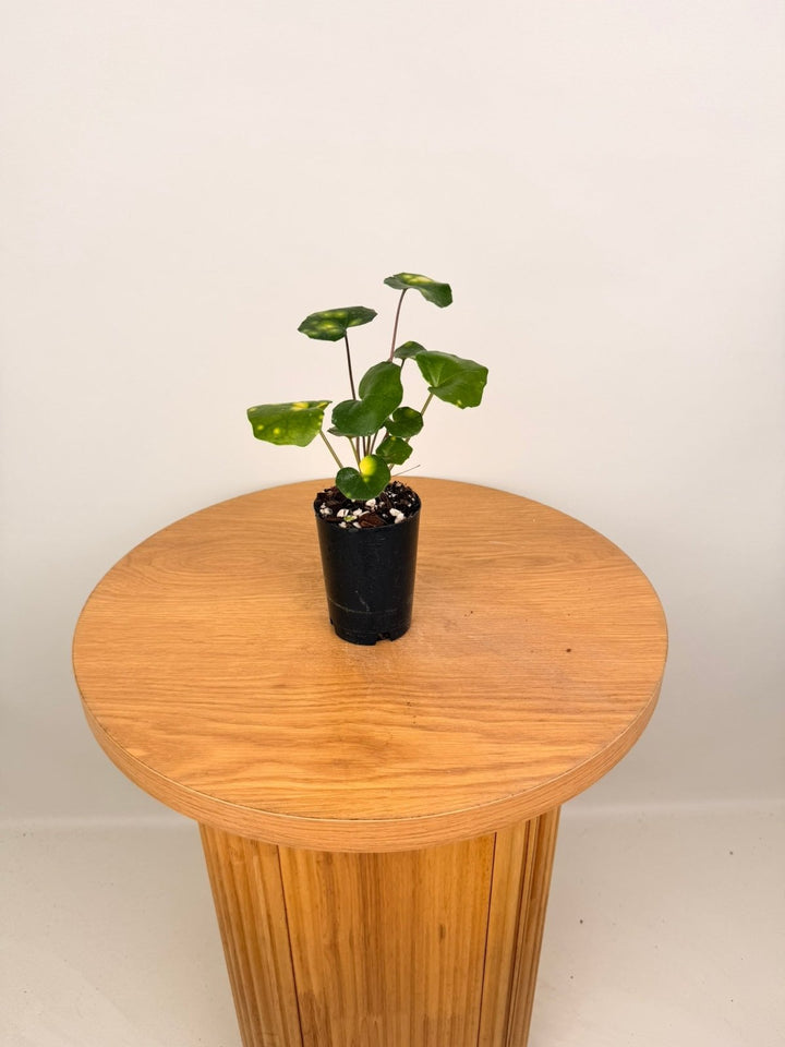 Farfugium Japonicum - Aureomaculatum | Uprooted