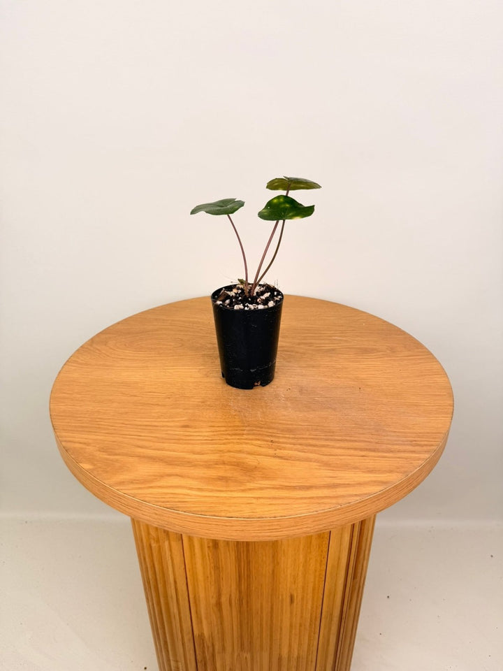 Farfugium Japonicum - Aureomaculatum | Uprooted