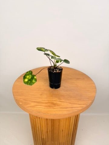 Farfugium Japonicum - Aureomaculatum | Uprooted