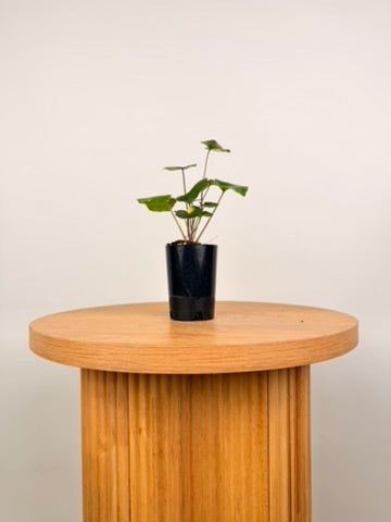 Farfugium Japonicum - Aureomaculatum | Uprooted