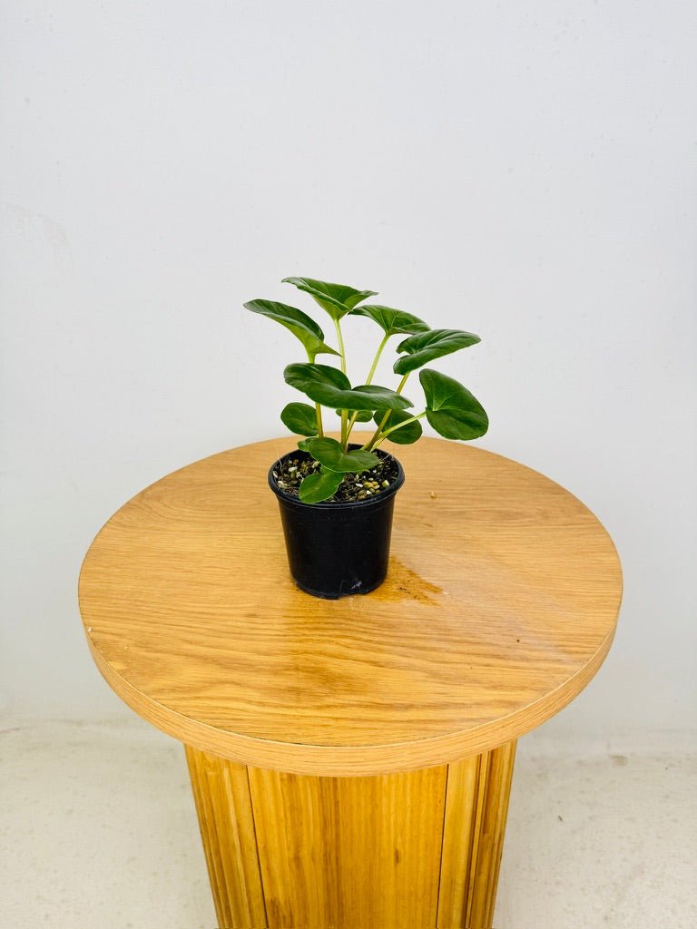Farfugium Japonicum Var. Giganteum | Uprooted