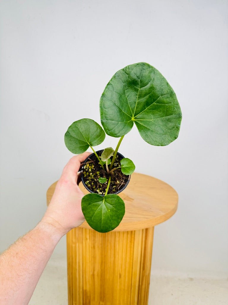 Farfugium Japonicum Var. Giganteum | Uprooted