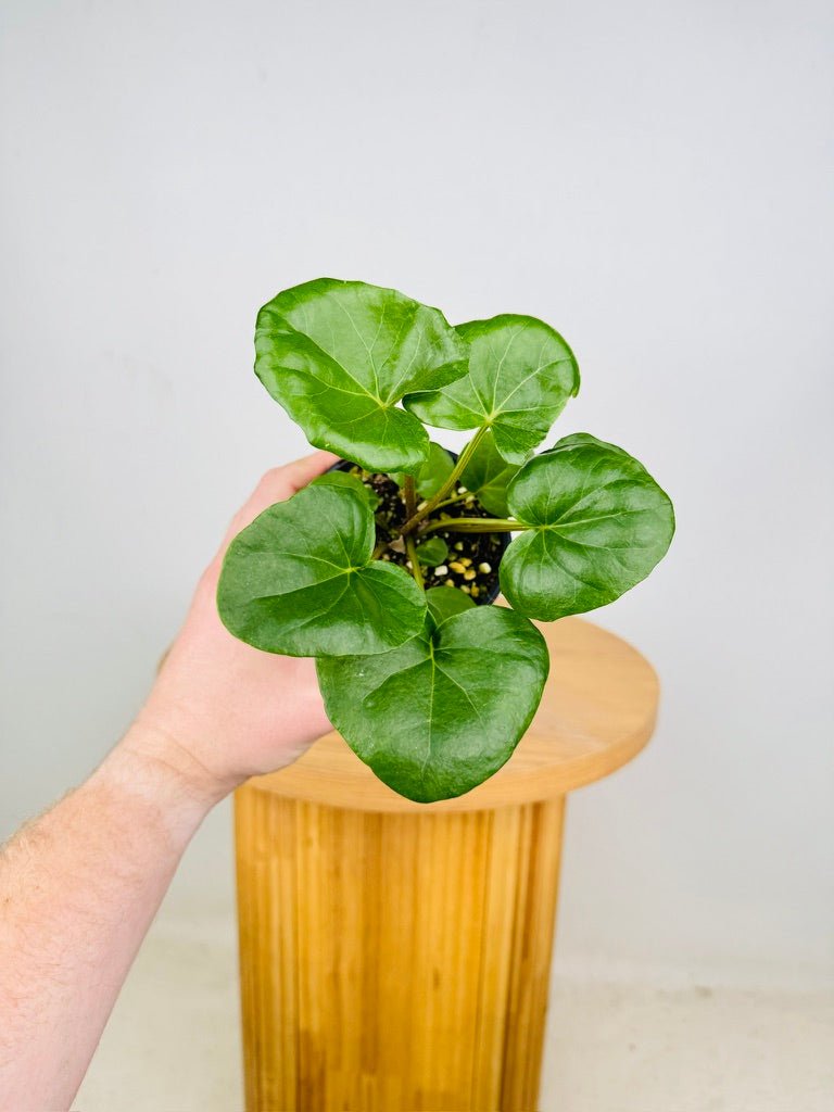Farfugium Japonicum Var. Giganteum | Uprooted