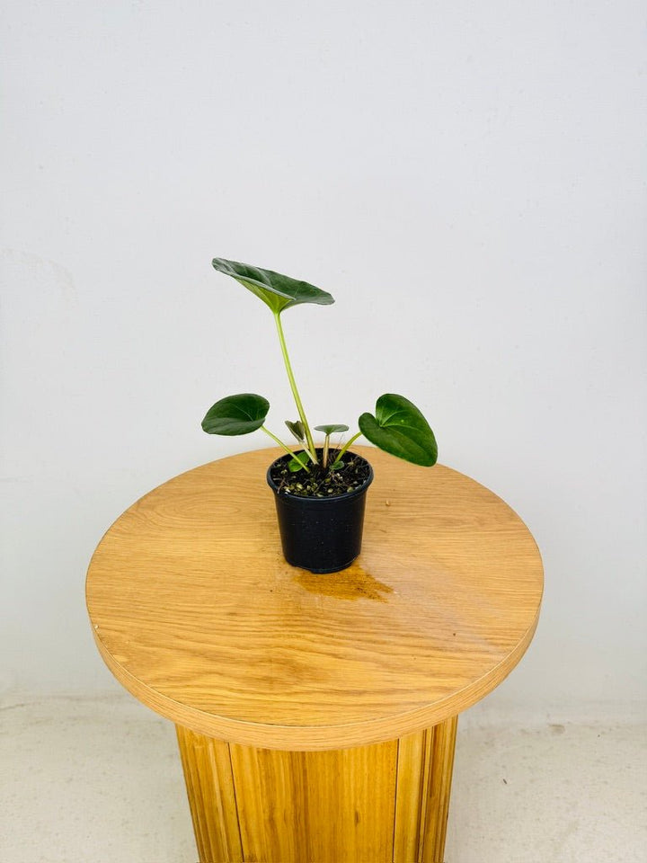 Farfugium Japonicum Var. Giganteum | Uprooted
