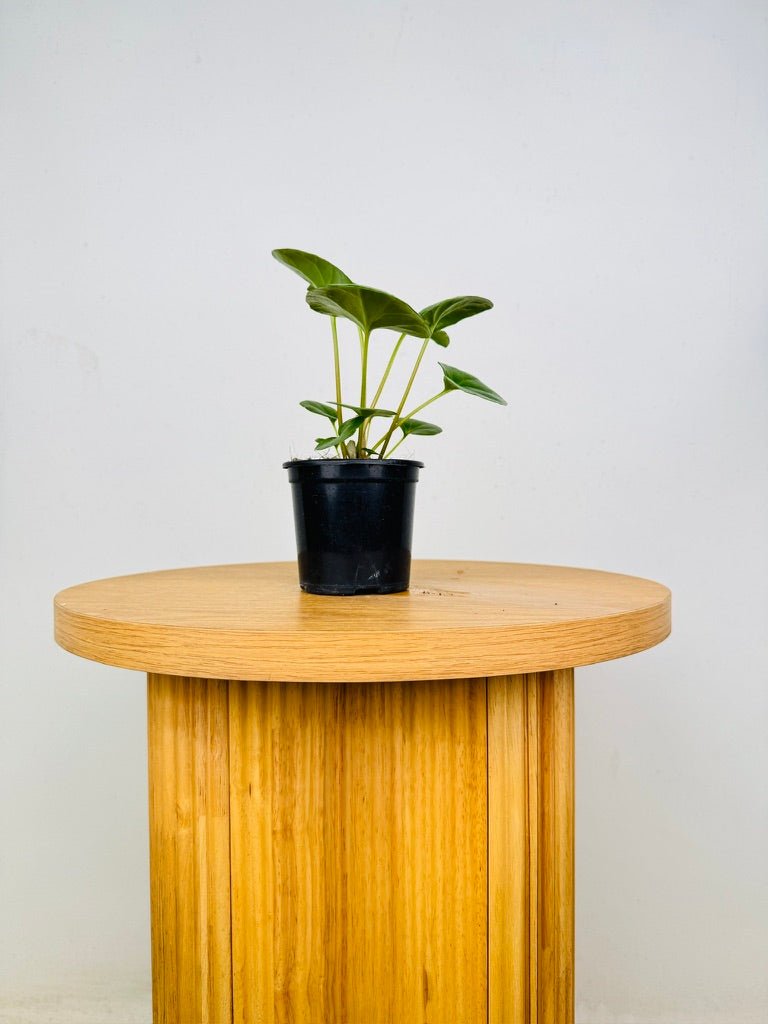 Farfugium Japonicum Var. Giganteum | Uprooted