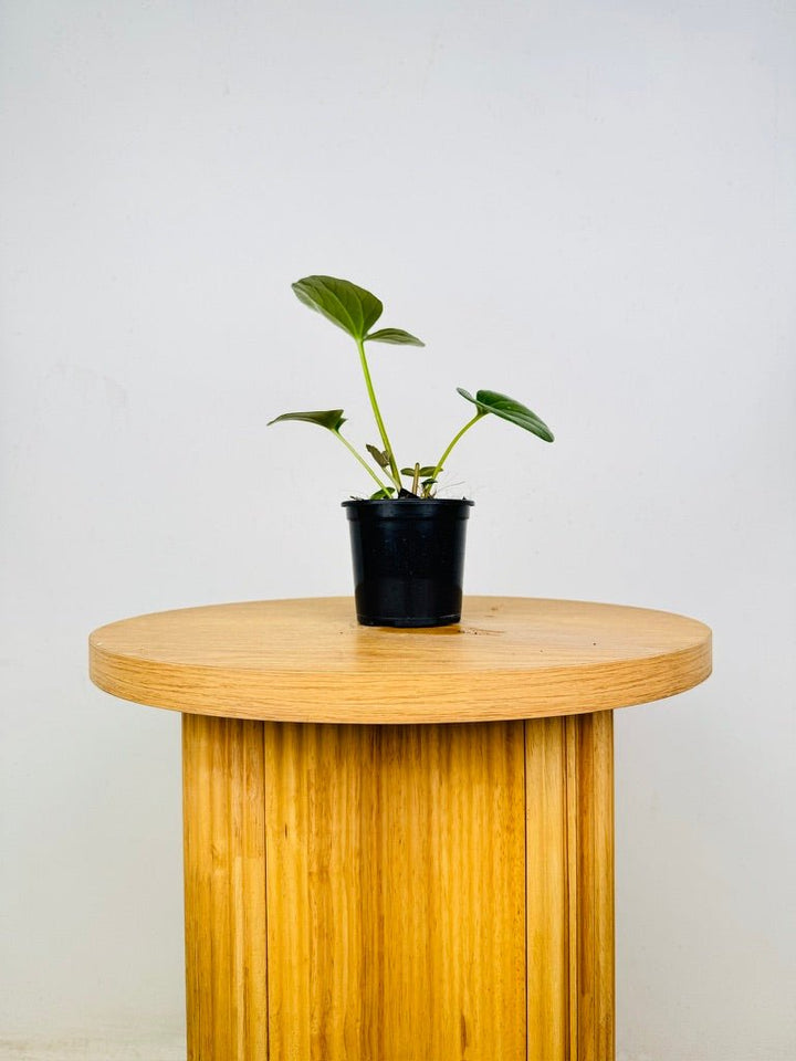 Farfugium Japonicum Var. Giganteum | Uprooted