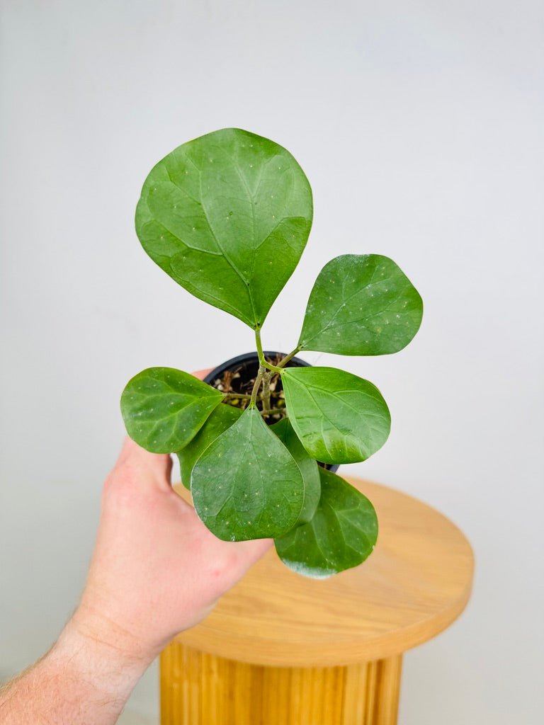 Ficus Deltoidea | Uprooted