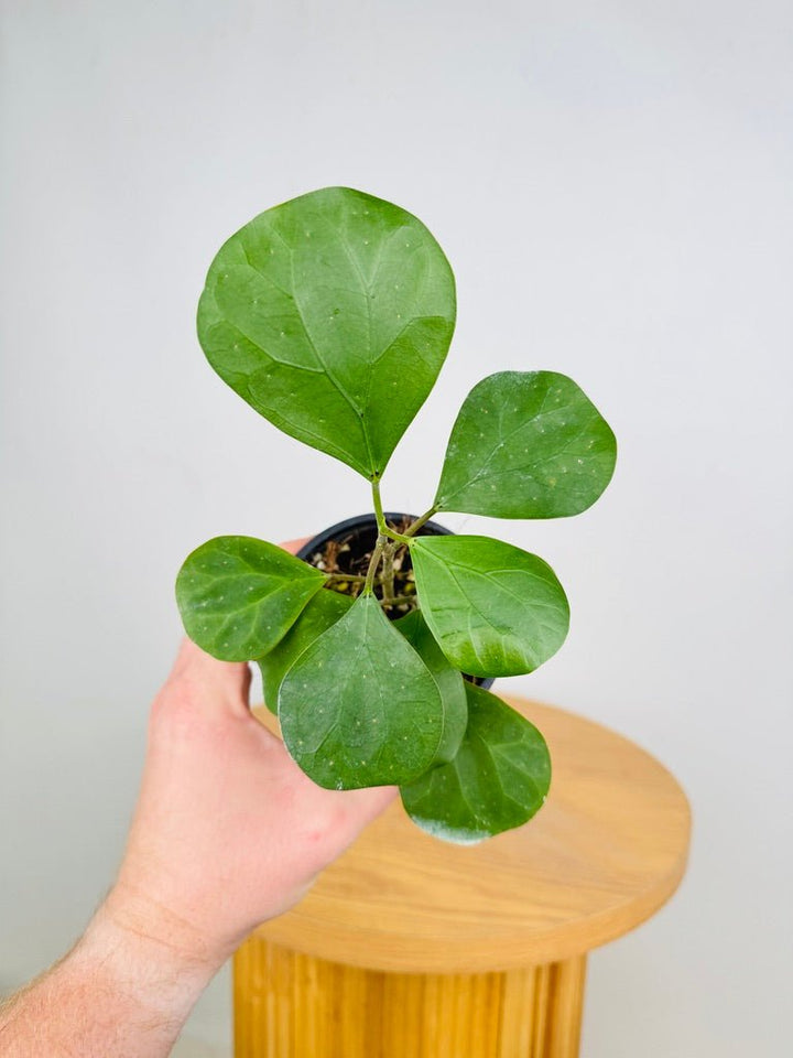 Ficus Deltoidea | Uprooted