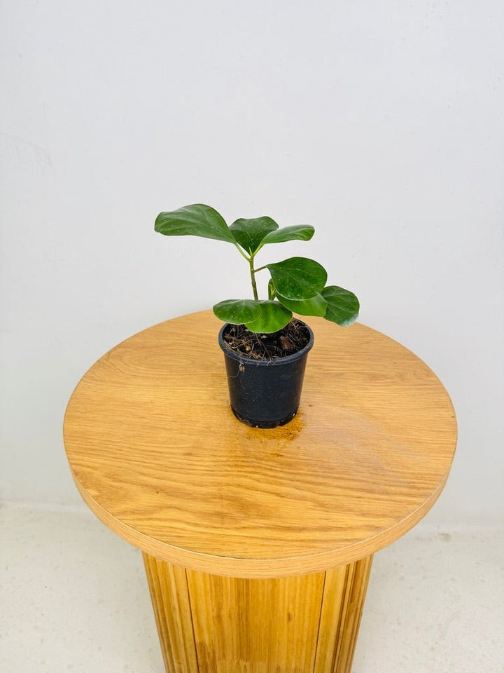Ficus Deltoidea | Uprooted