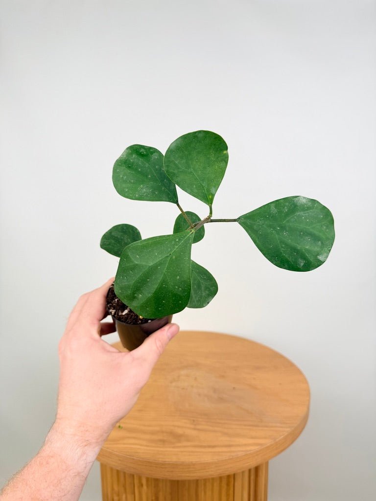 Ficus Deltoidea | Uprooted