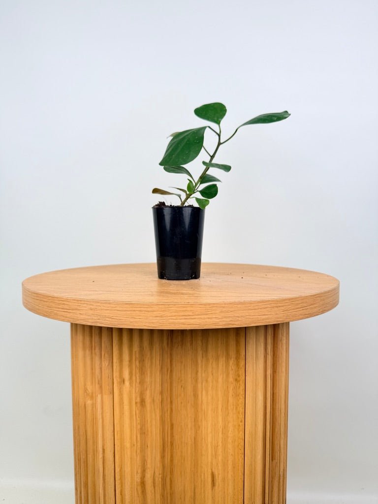 Ficus Deltoidea | Uprooted