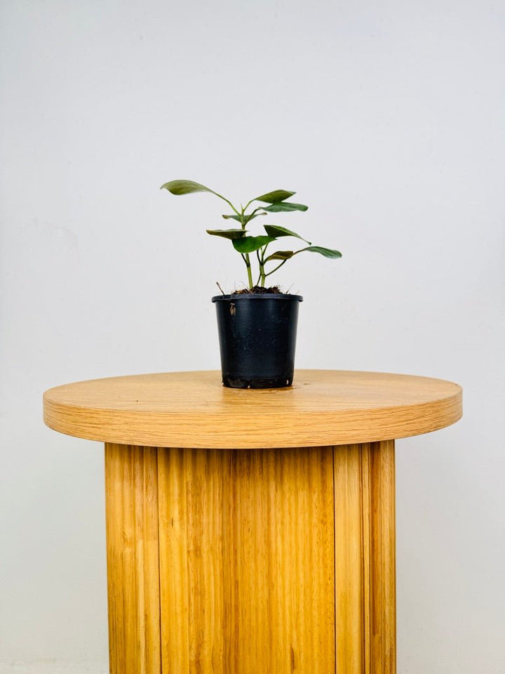 Ficus Deltoidea | Uprooted