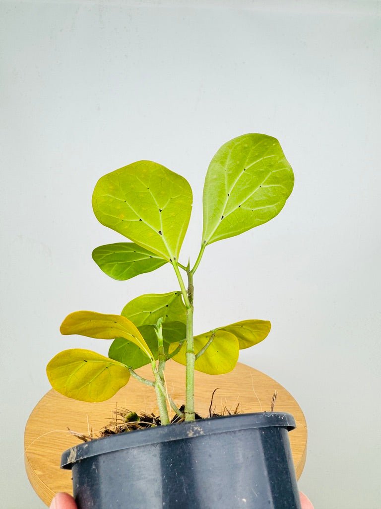 Ficus Deltoidea | Uprooted