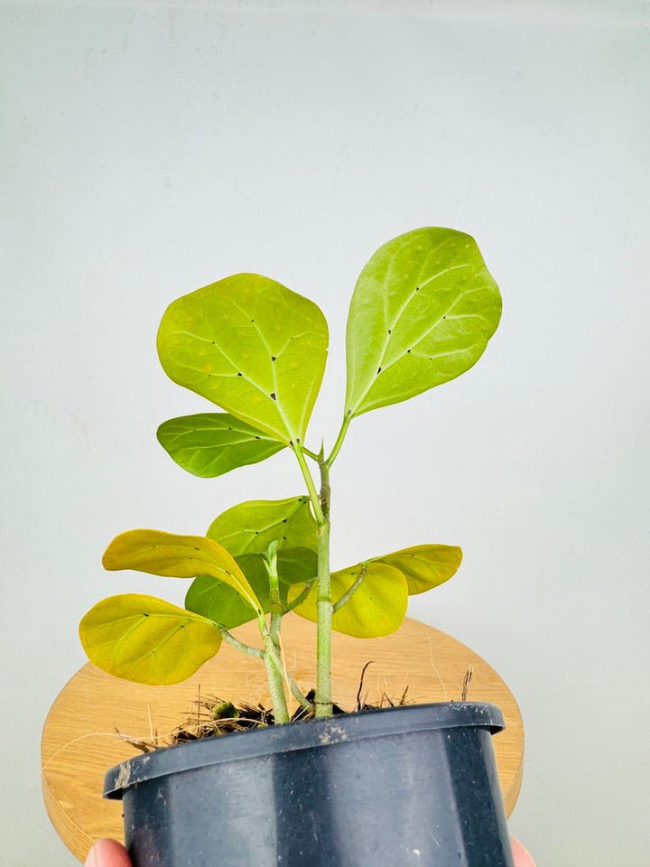 Ficus Deltoidea | Uprooted