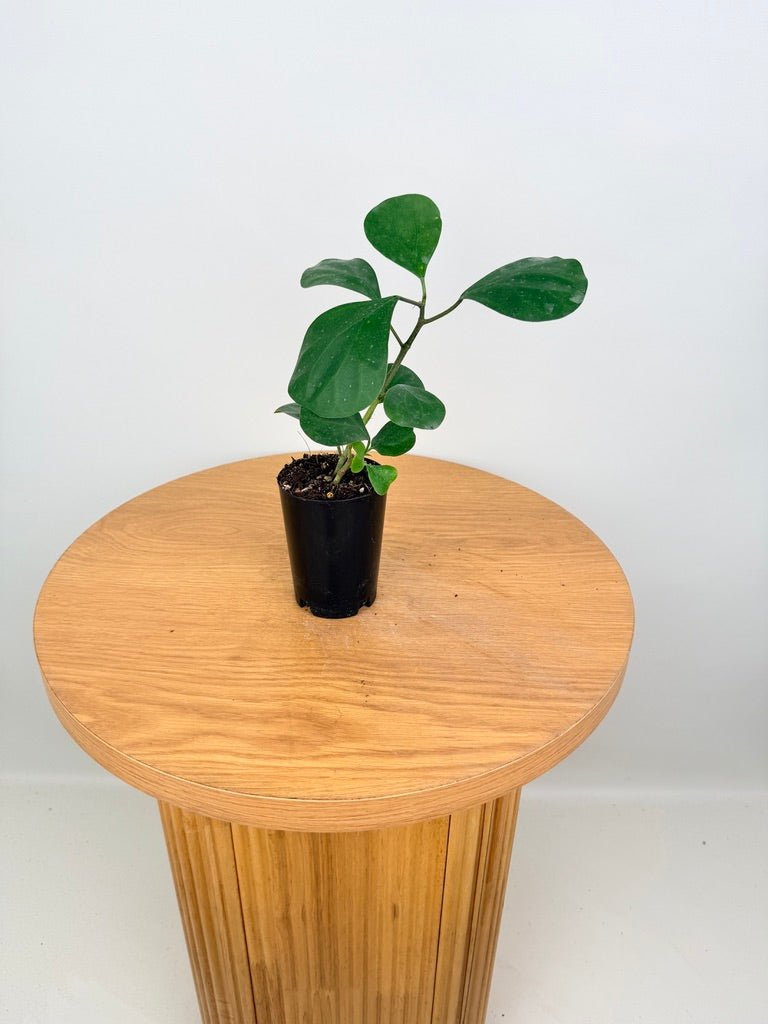 Ficus Deltoidea | Uprooted