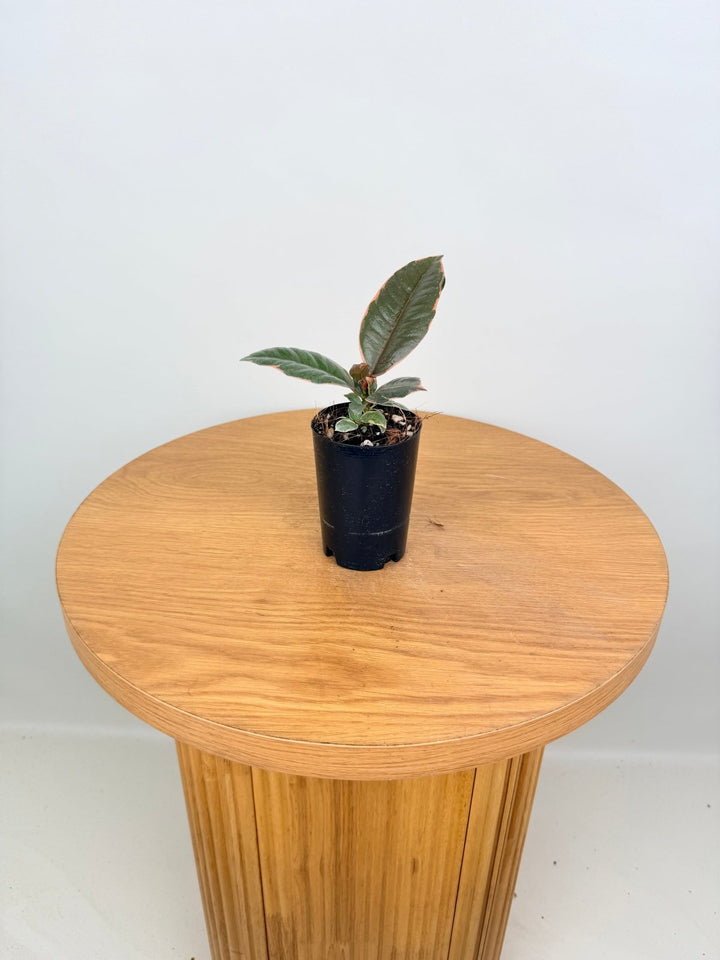 Ficus Elastica - Ruby | Uprooted