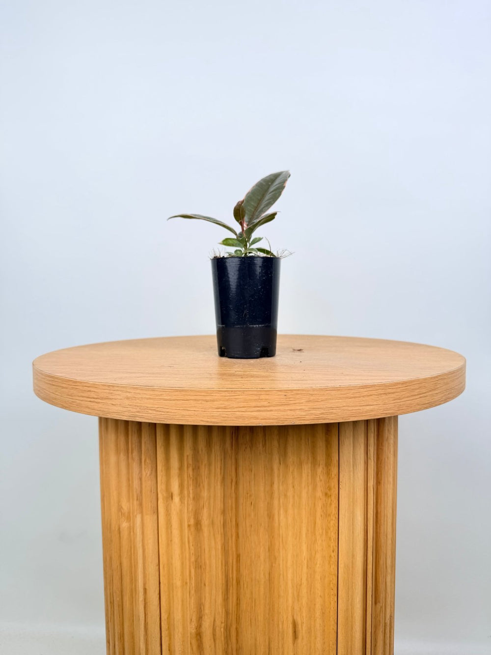 Ficus Elastica - Ruby | Uprooted