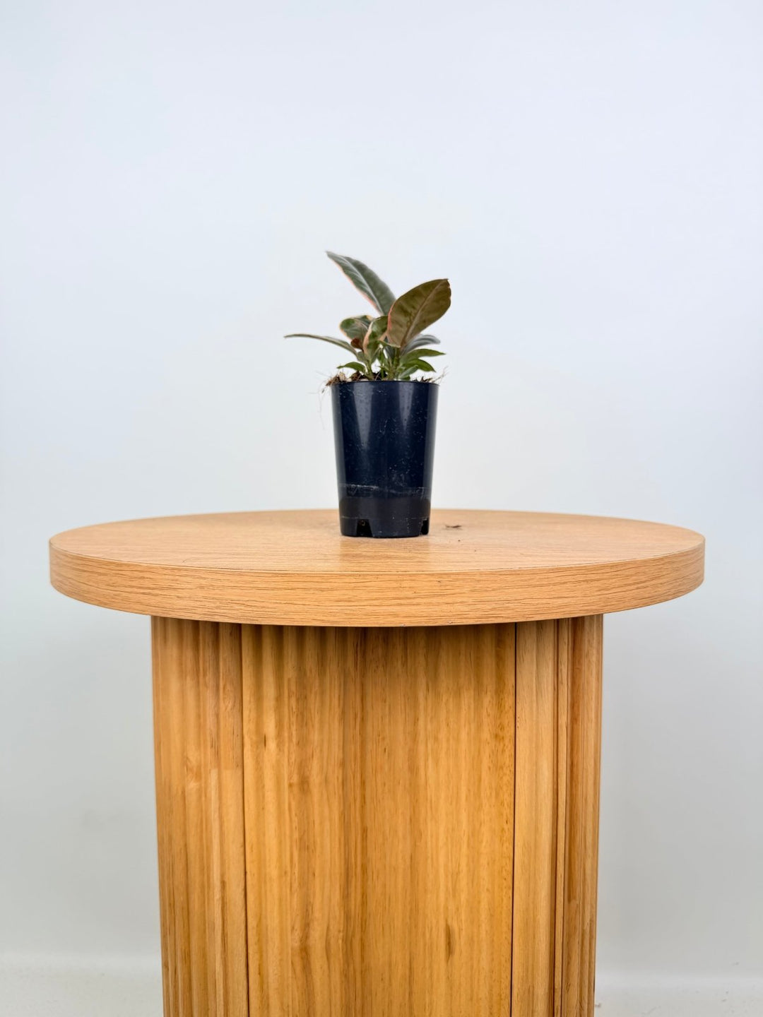 Ficus Elastica - Ruby | Uprooted