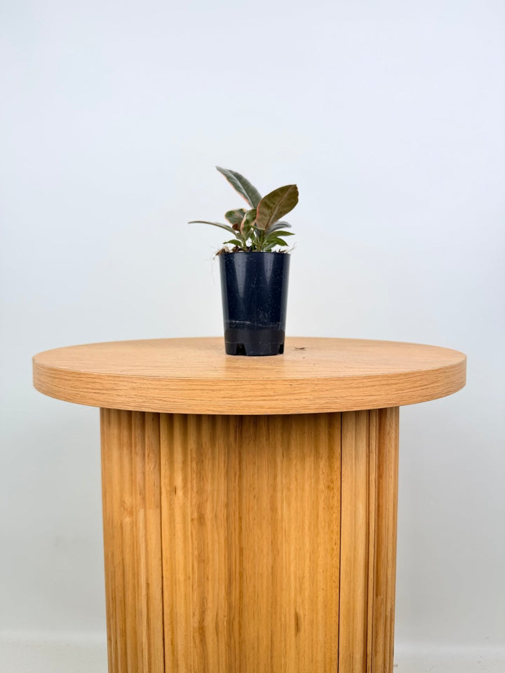 Ficus Elastica - Ruby | Uprooted