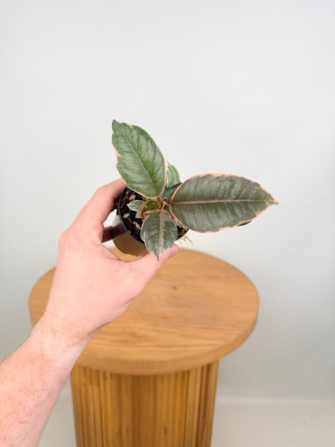 Ficus Elastica - Ruby | Uprooted