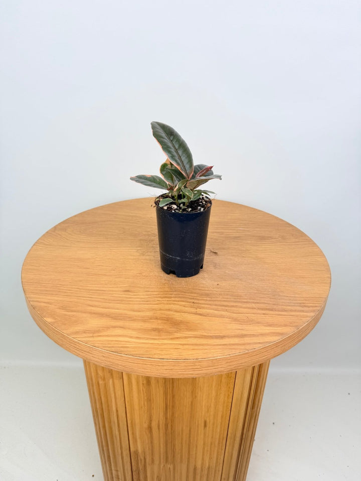 Ficus Elastica - Ruby | Uprooted