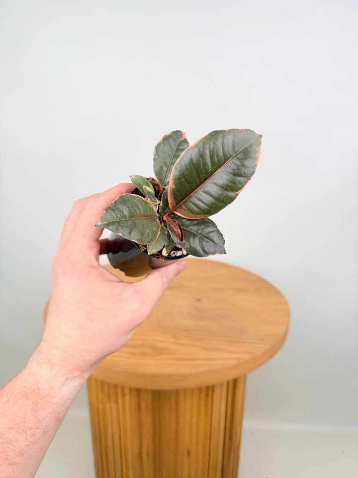 Ficus Elastica - Ruby | Uprooted