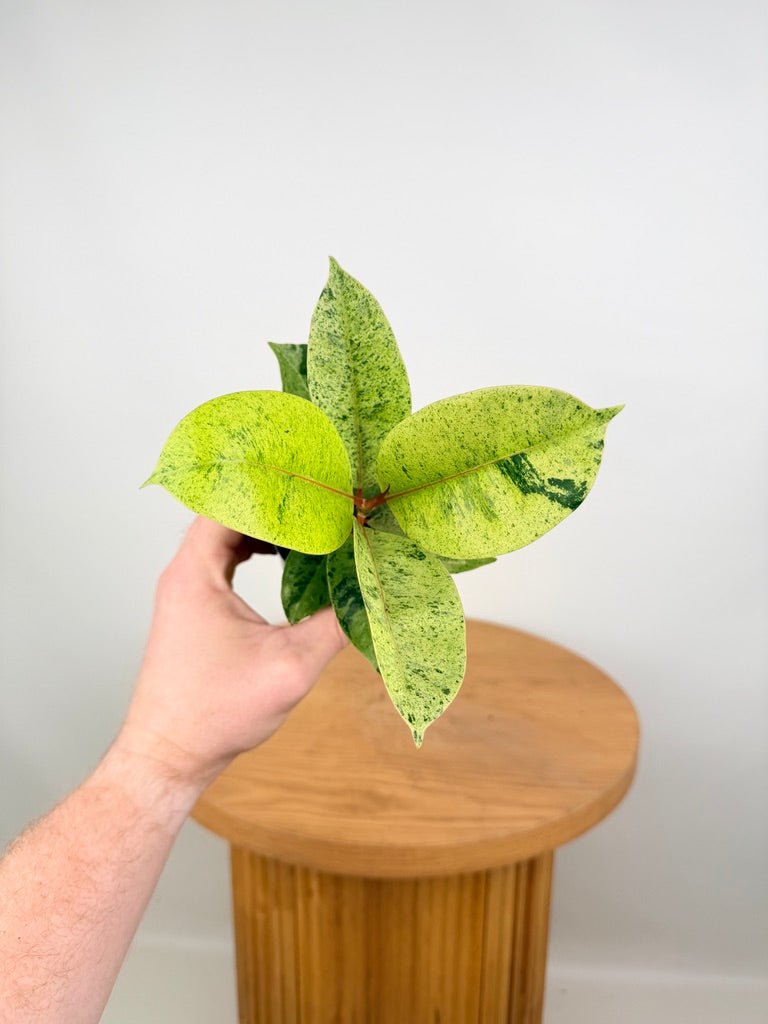 Ficus Elastica - Shivereana | Uprooted