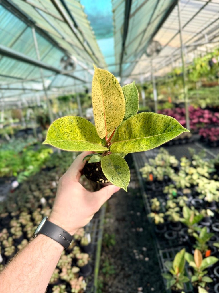 Ficus Elastica - Shivereana | Uprooted