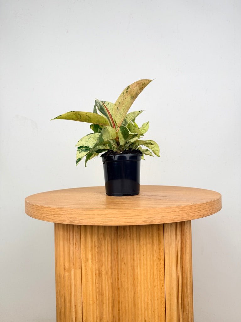 Ficus Elastica - Shivereana | Uprooted