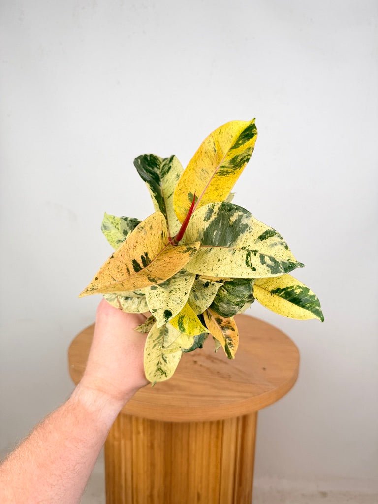 Ficus Elastica - Shivereana | Uprooted