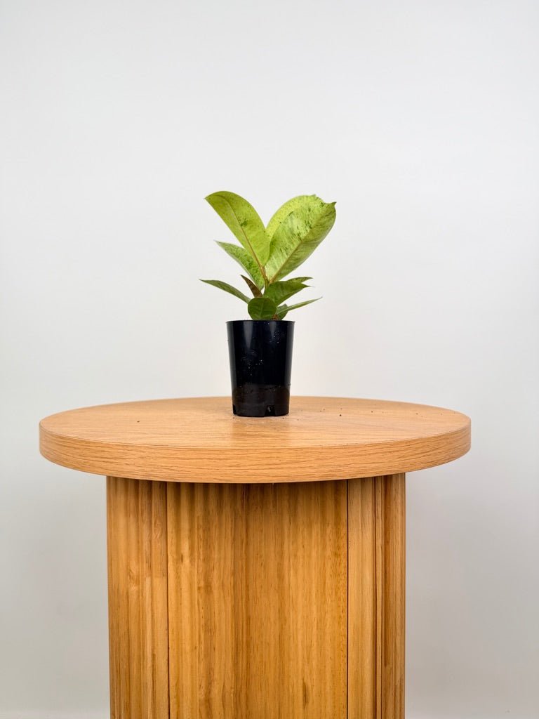 Ficus Elastica - Shivereana | Uprooted