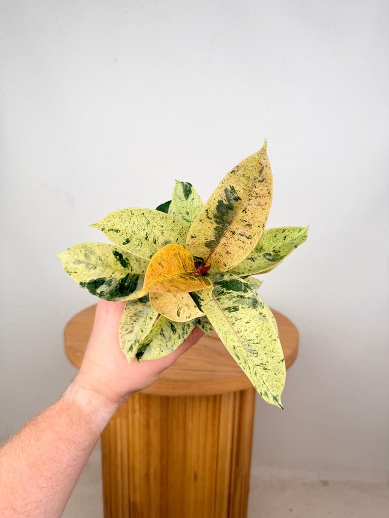 Ficus Elastica - Shivereana | Uprooted