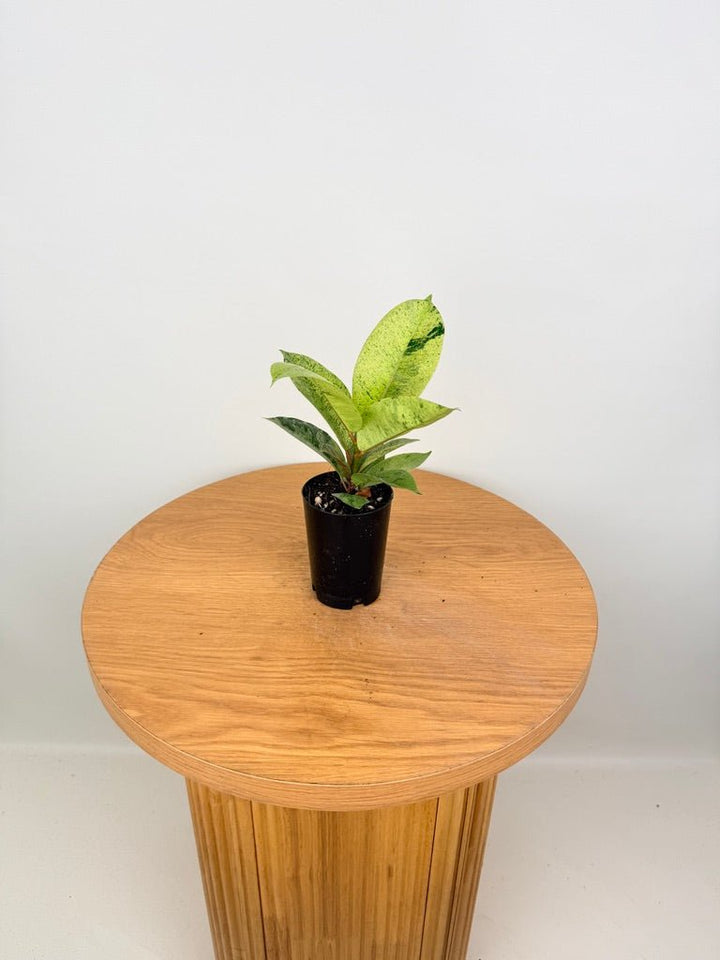 Ficus Elastica - Shivereana | Uprooted
