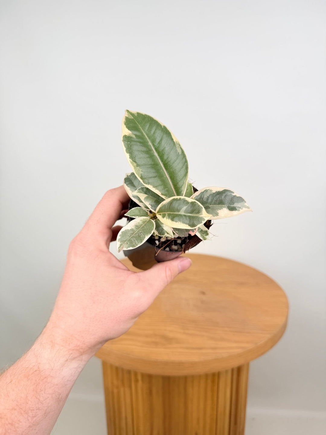 Ficus Elastica - Tineke | Uprooted