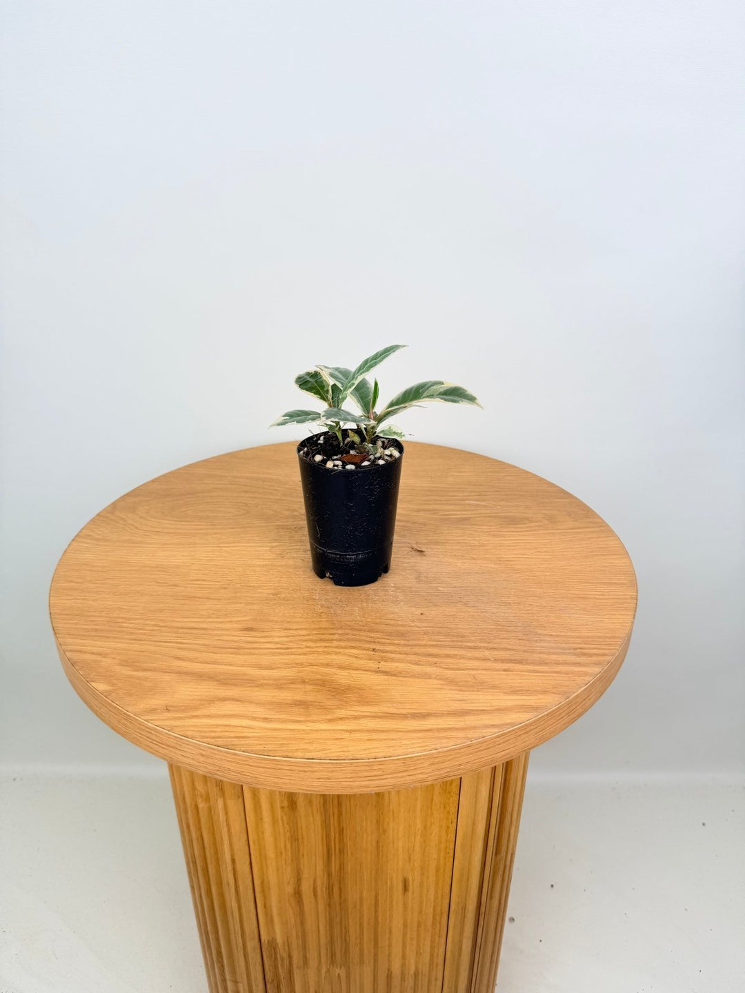 Ficus Elastica - Tineke | Uprooted