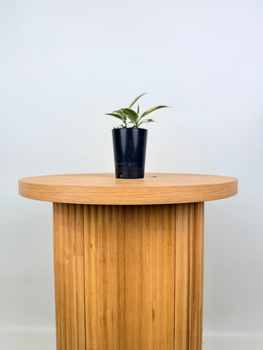 Ficus Elastica - Tineke | Uprooted