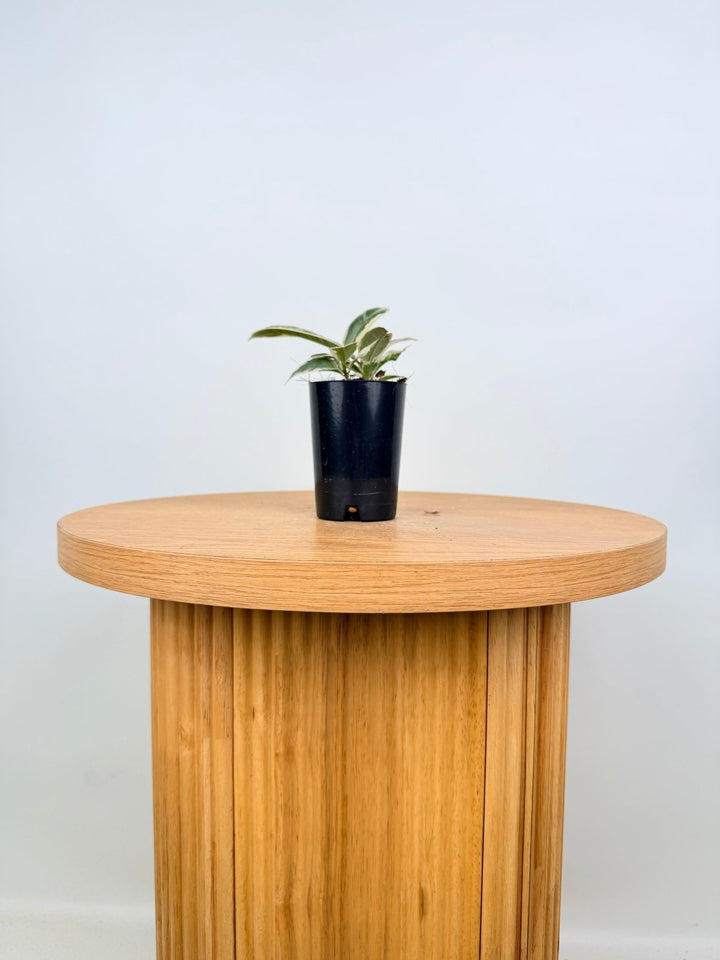 Ficus Elastica - Tineke | Uprooted