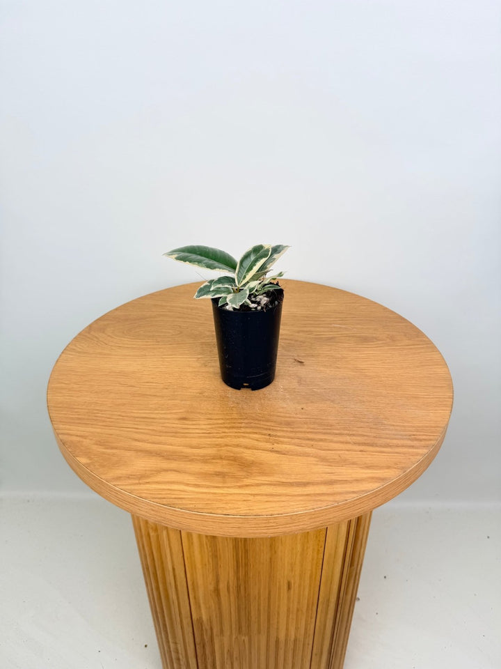 Ficus Elastica - Tineke | Uprooted