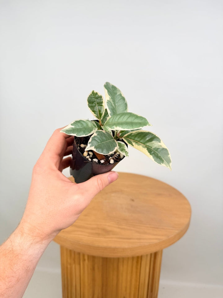 Ficus Elastica - Tineke | Uprooted