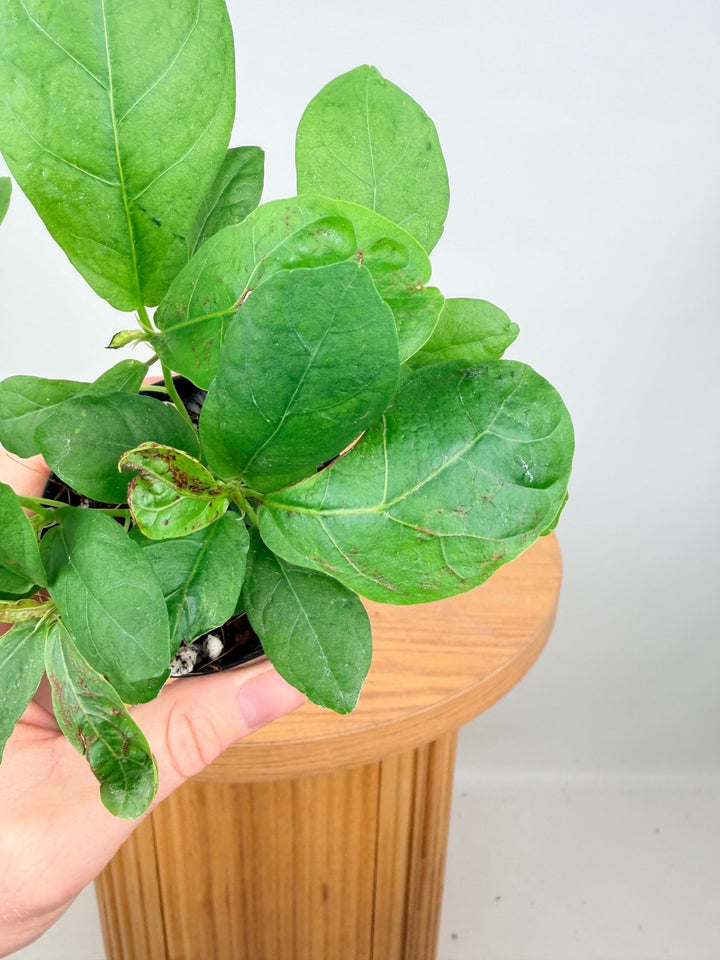 Ficus Lyrata | Uprooted